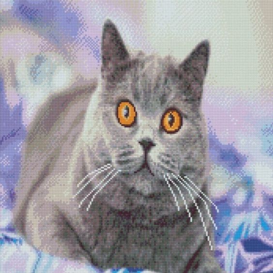 Алмазна мозаїка Зацікавлений сірий кіт