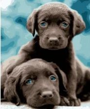Картина за номерами Маленькі лабрадори