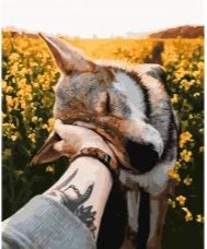 Картина за номерами Довіра