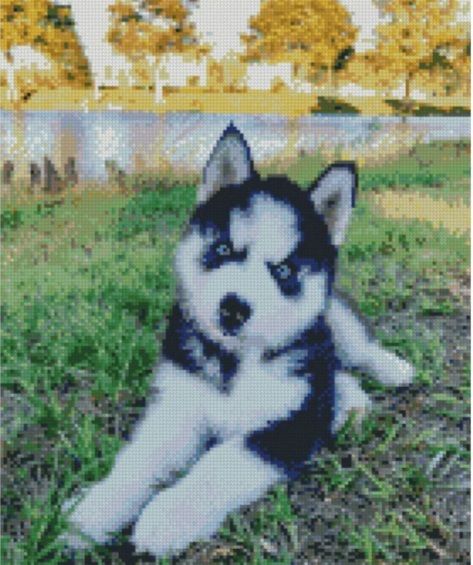 Алмазна картина Маленький хаскі