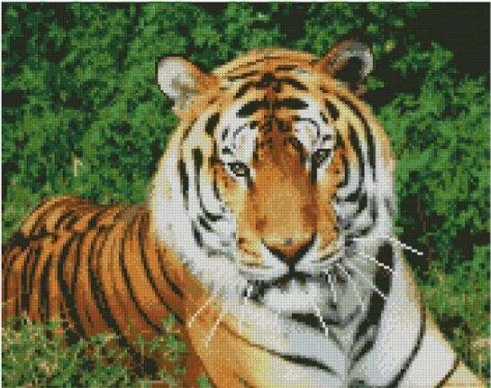 Алмазна картина Погляд тигра