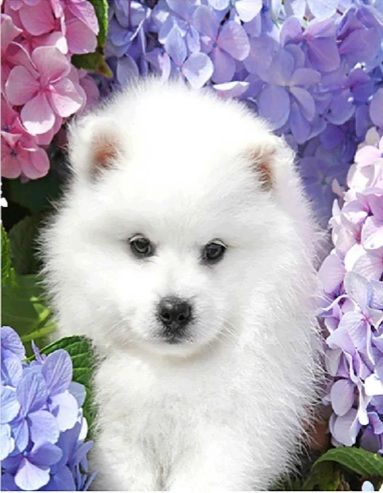 Алмазна картина Білосніжний шпіц