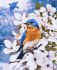 Картина за номерами Синички