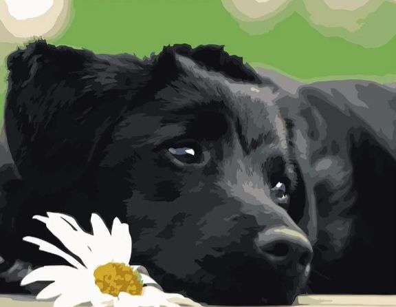 Картина за номерами Чорне щеня