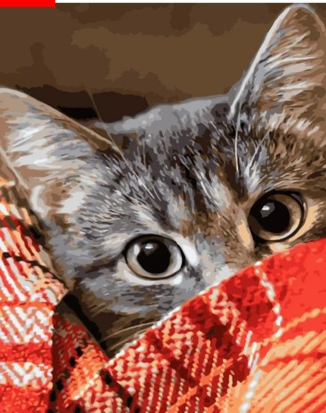 Картина за номерами Котик під ковдрою