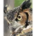 Картина за номерами Мудра сова